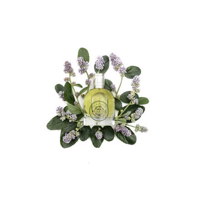 weisser hintergrund  edp Patchouli Patchouliblueten und blaetter umhuellt die glasspruehflasche