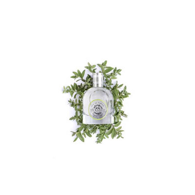 edp prickende Verbene glasflasche  liegt eingebettet auf dem eisenkraut hintergrund weiss